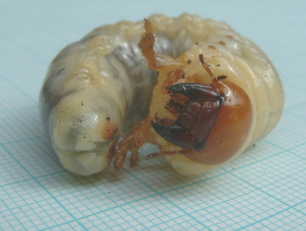 Stag beetle larva. HCW=9mm. Photo by Maria Fremlin, July 2003