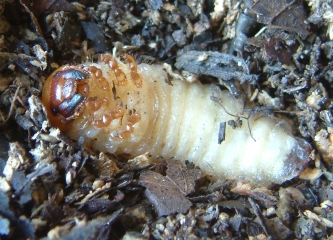 Stag beetle larva. Photo by Maria Fremlin, 14 July 2008