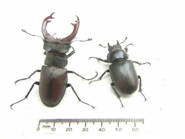Male and female stag beetles, June 2006. Photo by Maria Fremlin