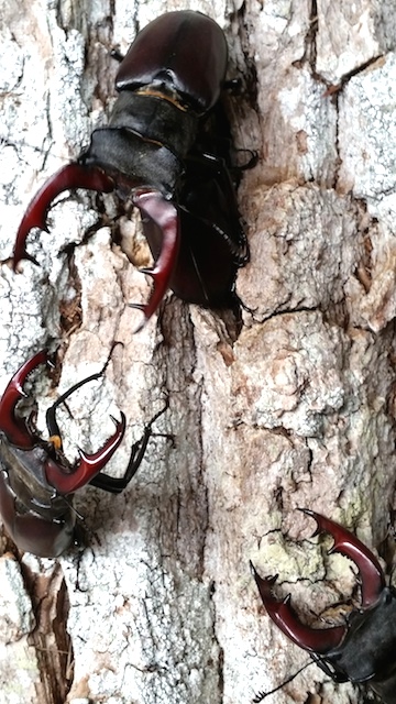 Male stag beetle guarding a female against two competitors