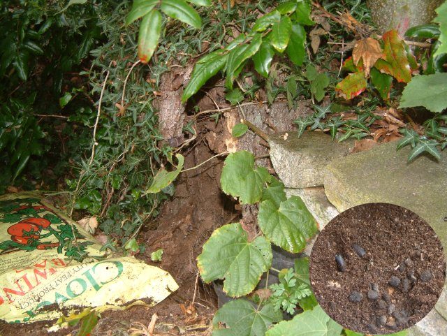 Stag beetle nest raided by foxes