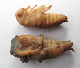 Female and male stag beetle pupae, photo by Maria Fremlin