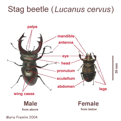 Male and female Lucanus cervus body parts