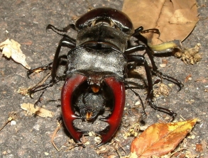 Stag beetles mating under a car, photo by Maria Fremlin, 2003