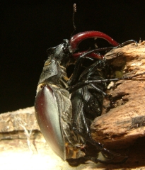 Mating stag beetles, Maria Fremlin 2006