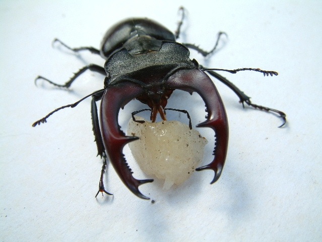 Male stag beetle enjoying a ripe juicy melon, MF 2003.