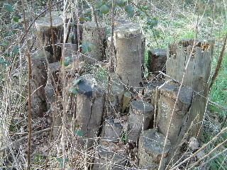 Lexden Nature Reserve, March 2003, MF 