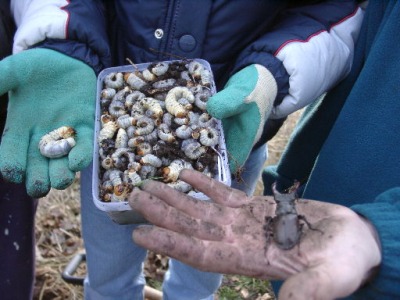 Some of the stag beetle larvae, Photo by Pat Robinson, 27 February 2005.