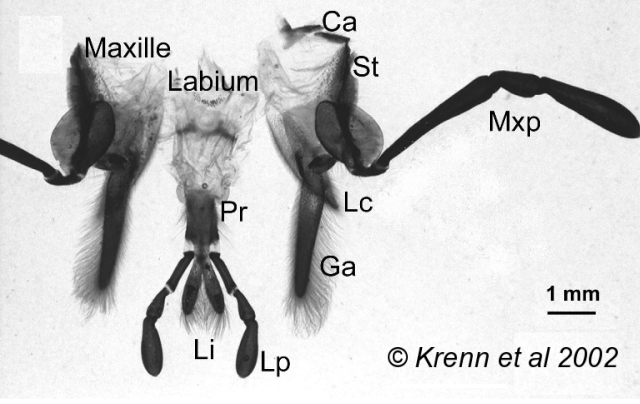 Maxilla and labium of Lucanus cervus