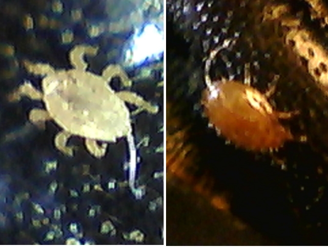 Attached Uropodinae mites