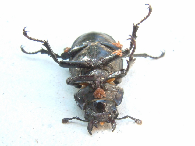 Female lesser stag beetles carrying brown mites