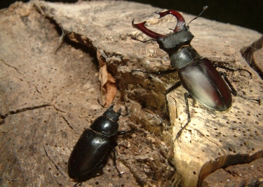 Male stag beetle.