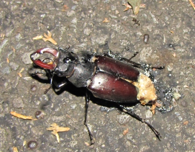 Male stag beetle corpse. Photo by Maria Fremlin, 21 June 2010.