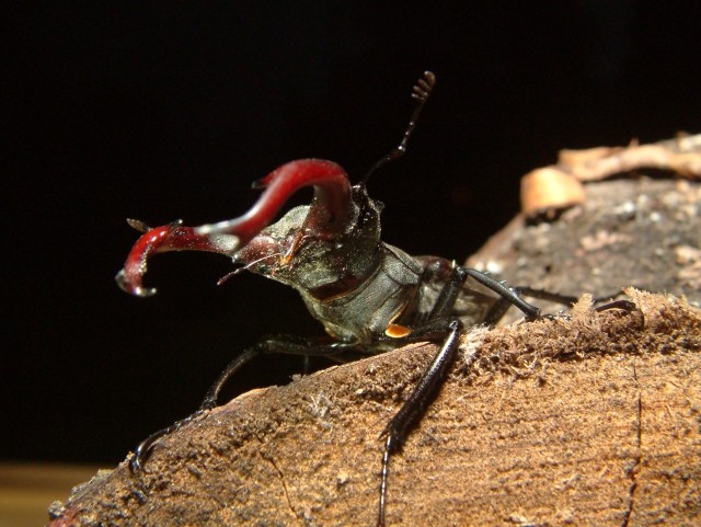 Side view of a male stag beetle, 2006. Photo by Maria Fremlin