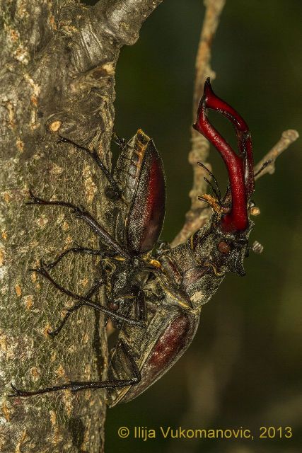 Male and female stag beetles