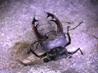 Emerging male stag beetle, photo by Mark Wagstaff