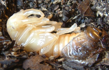 Male stag beetle pupa. Photo by Maria Fremlin, 15 July 2008