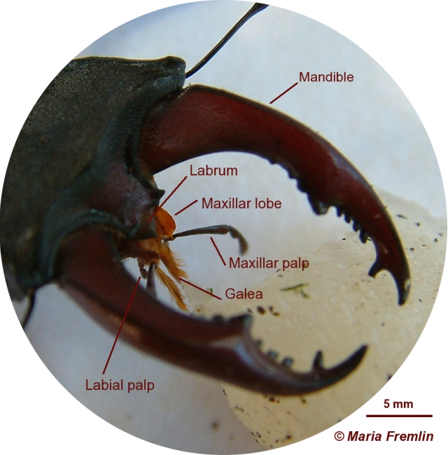 Stag beetle mouthparts