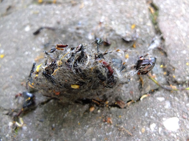 Bird pellet with stag beetle remains