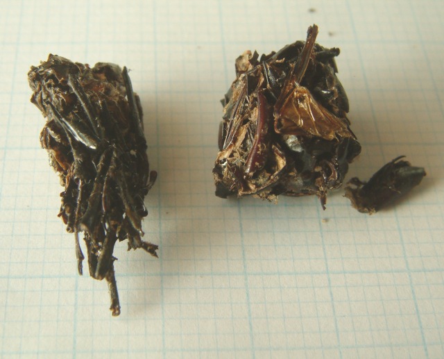 Two bird pellets with stag beetle remains