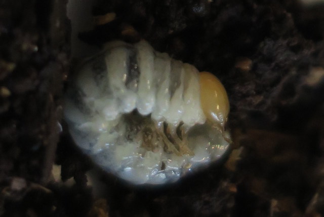 Platycerus caraboides larva