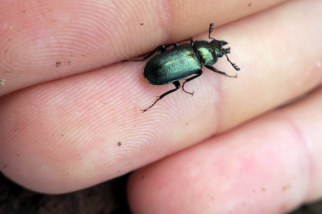 Male Platycerus caraboides