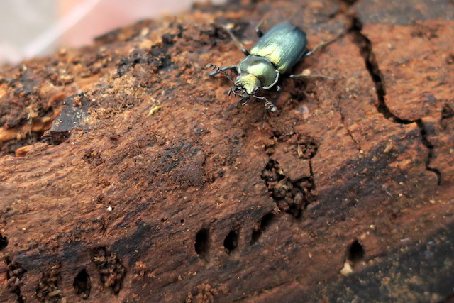 Male Platycerus caraboides and scars