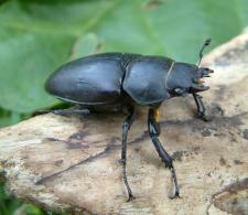 Female stag beetle. Photo by Maria Fremlin. July 2003