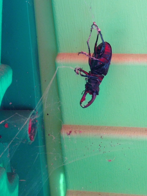 Male stag beetle suspended in a spider web.