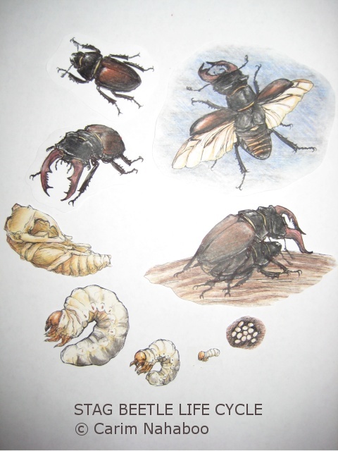 Stag beetle life cycle drawings by Carim Nahaboo, 2008.