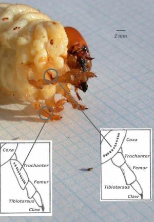 Third instar stag beetle larva on millimetric paper + insets