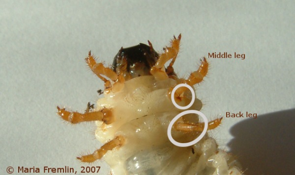 Stag beetle larva. HCW=9mm. Photo by Maria Fremlin, November 2006