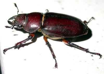 Female Lucanus capreolus, Ashland, MA, July 2003. Photo by Dan and Lorraine.