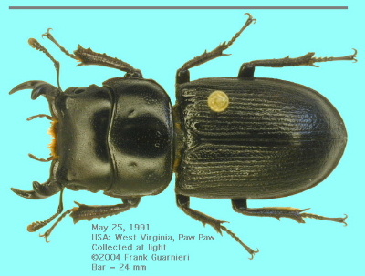 Male Dorcus parallelus, WV, 25 May 1991. Photo by Dr. Frank Guarnieri