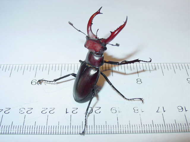 Uncommon North Thai Stag Beetle Lucanus Fryi Male 55mm+FAST FROM USA