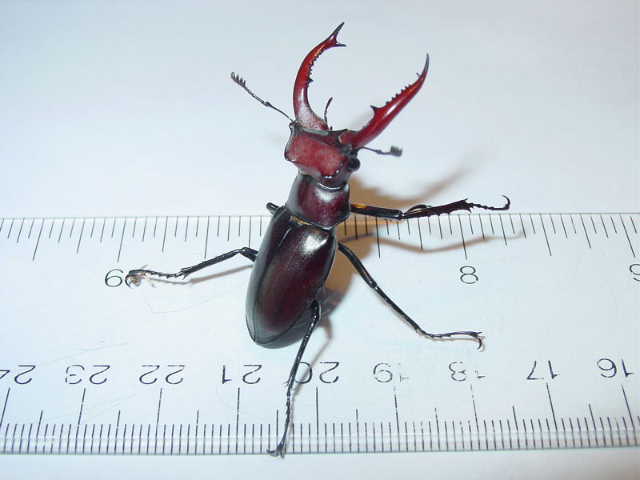 elephant stag beetle