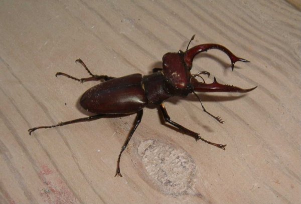 Male Lucanus elaphus, Durham, NC, 2 June 2004. Photo by S. Adair Thaxton.