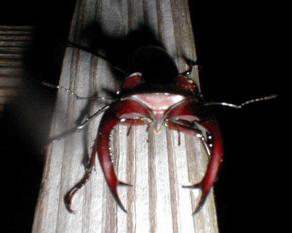 Male Lucanus elaphus, Greenville, SC, 1 June 2004. Photo by Coy Hollingsworth.