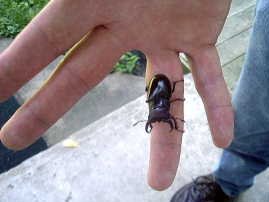 Photo of Stephen Floyd holding a huge male pinching bug, taken by Danette, his wife. Ottumwa, IA, 12 July 2004