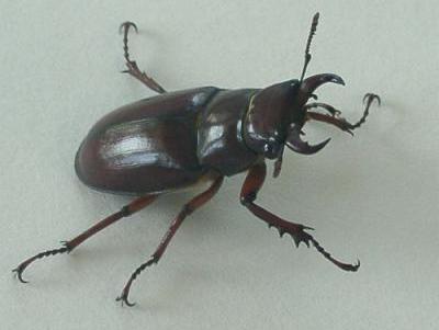 Male Lucanus capreolus, Florissant, MO, July 2003. Photo by Martha Kneib