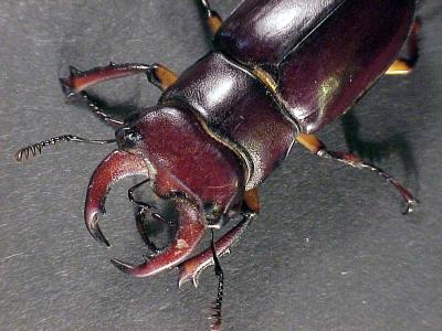 Male Lucanus capreolus, PA, August 2003. Photo by Wade Fulp.